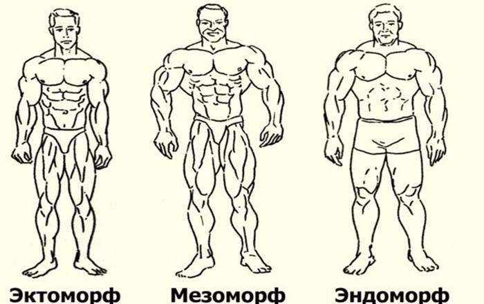 ???? эктоморф, мезоморф или эндоморф — как определить свой тип телосложения?
