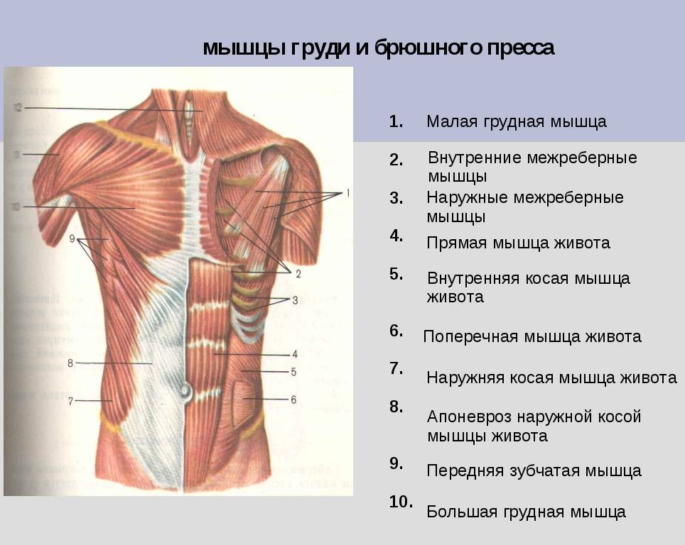 Основные скелетные мышцы человека: особенности строения и функции, физиологические свойства, количество, виды, типы, анатомия развития