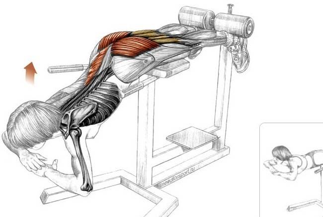 Гиперэкстензия — техника выполнения в тренажере, какие мышцы работают
