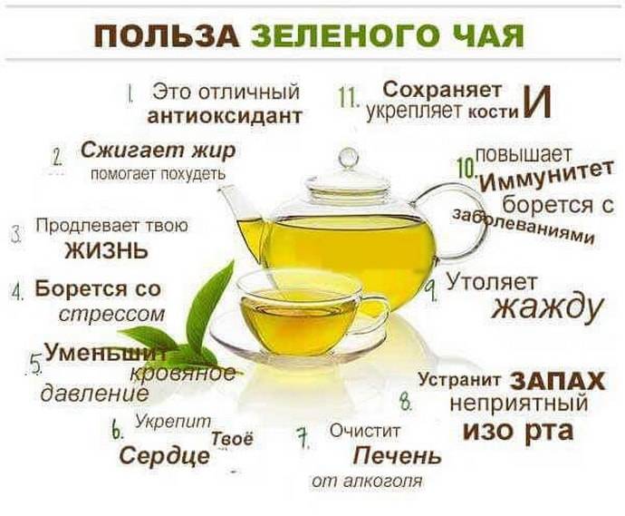 Зеленый чай: опровержение 8 популярных мифов о пользе с доказательствами
