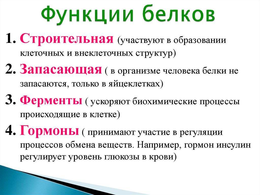 Белки. роль белков в организме человека — фитнесомания для каждого!