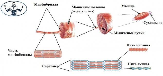 Строение мышц и типы мышечных волокон
