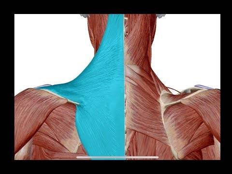 Растяжка плечевого пояса и трицепса: стретчинг-упражнения в картинках и с видео