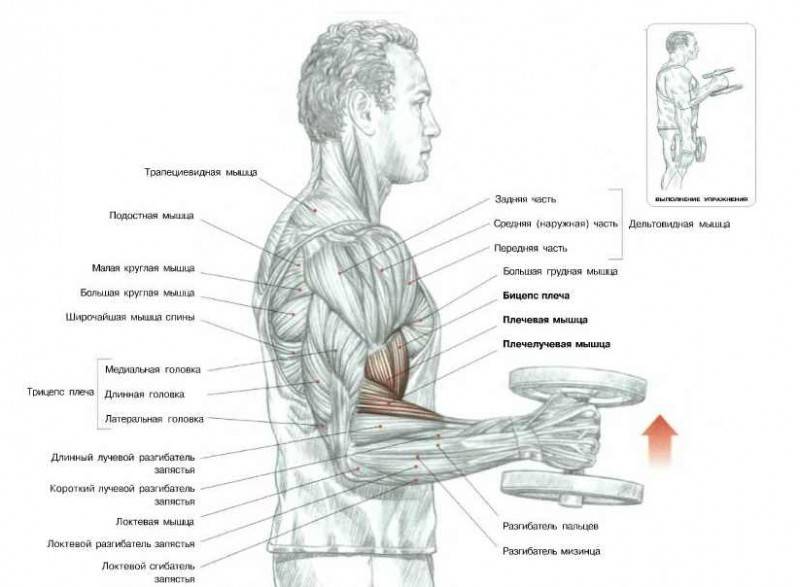 Секреты стройного тела накачать широчайшие мышцы спины в домашних условиях