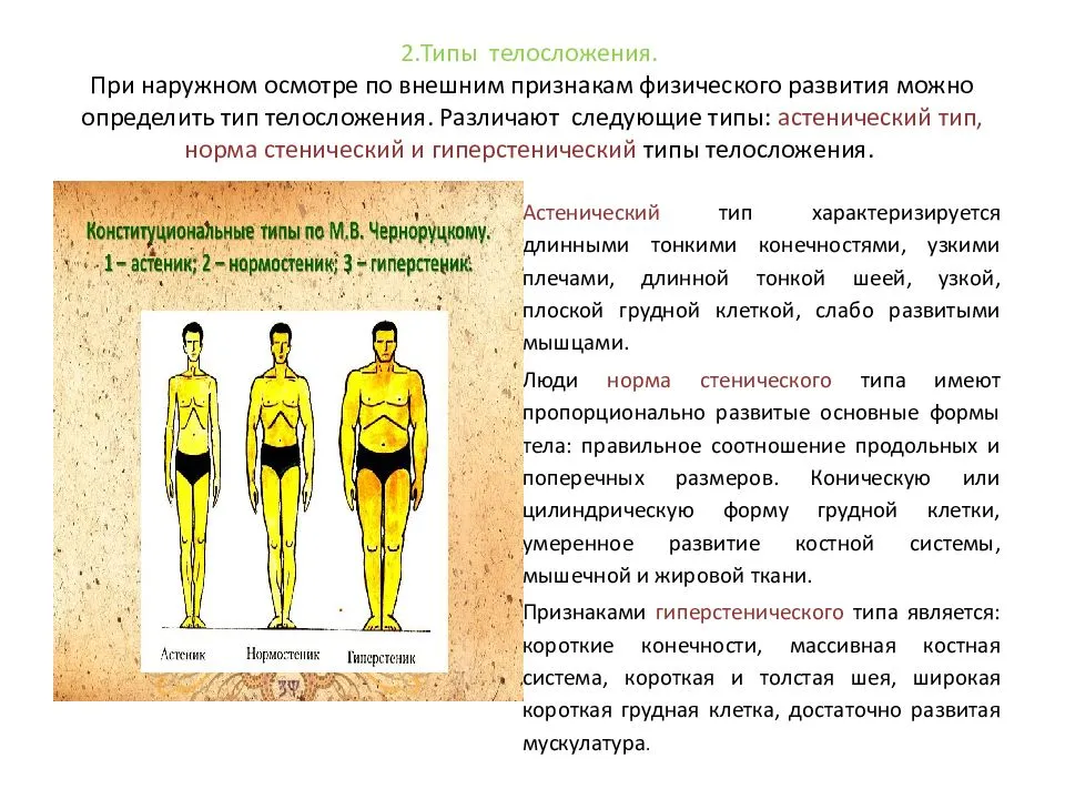 Типы телосложения и их характеристика