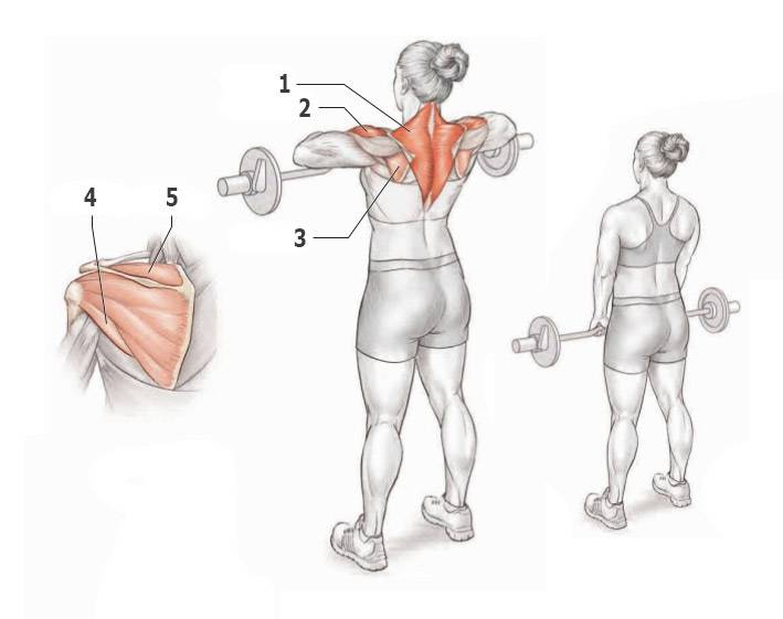 Большая и малая круглые мышцы спины: анатомия, строение и лучшие упражнения