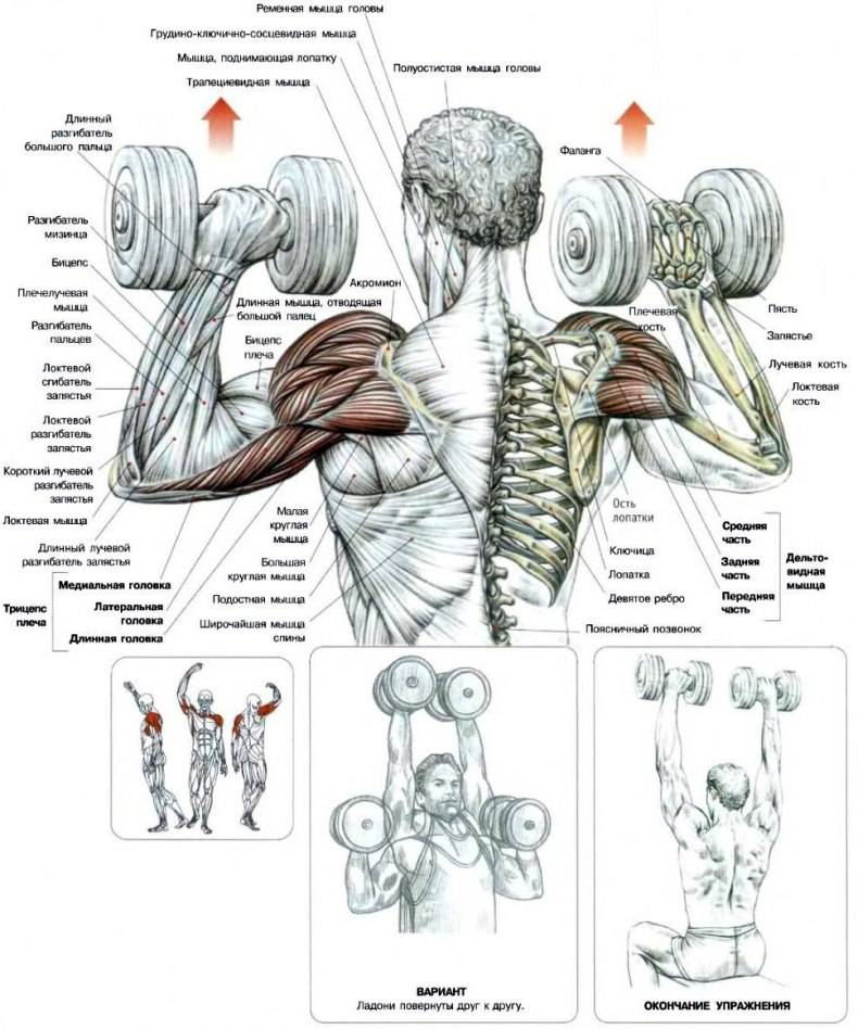 Упражнения на средний пучок дельт и передний * базовые упражнения для плеча