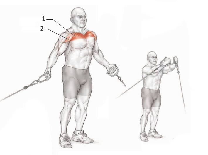 Как накачать верхнюю часть грудных мышц? | фитнес-мотивация.рф