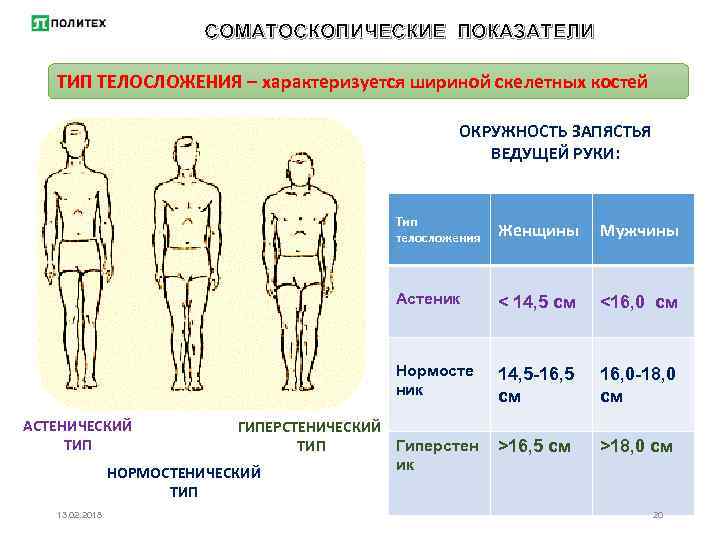 Типы телосложения человека