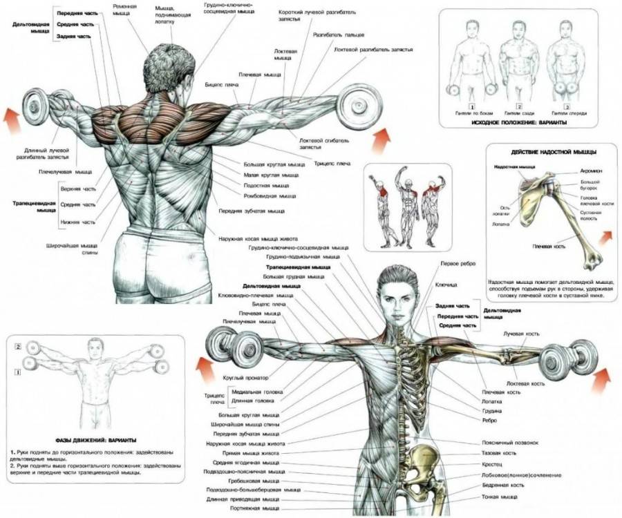 5 тренировочных программ на плечи: руководство для среднего уровня. • bodybuilding & fitness