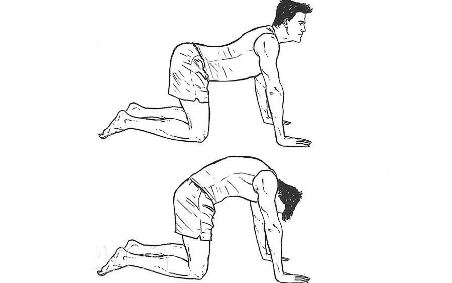 Упражнение кошечка для спины - здоровье и уход