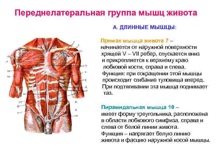 Классическая анатомия о мышцах живота (пресса) - в подробностях