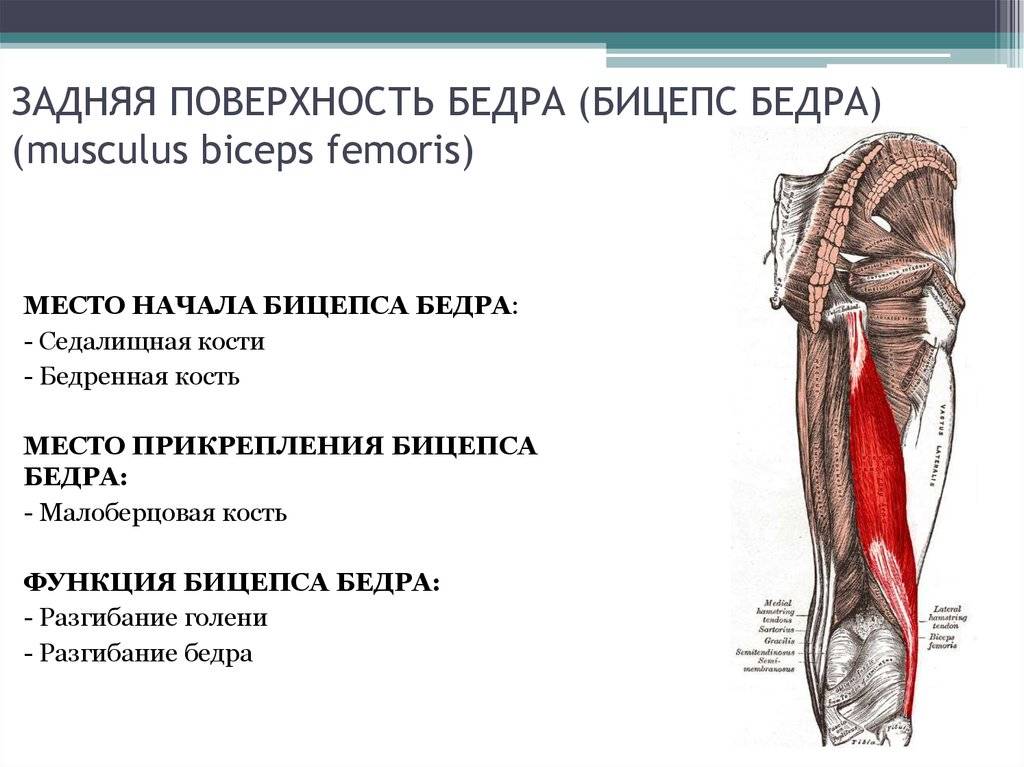 Сухожилия четырехглавой мышцы бедра (прямой мышцы): тенденит, растяжения, разрывы – лечение и восстановление – отделение травматологии – государственная больница цкб ран