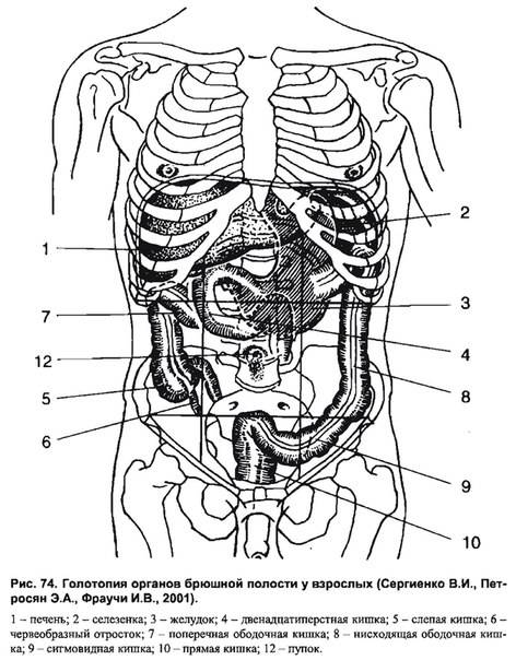 Пуп (пупок) человека | анатомия пупка, строение, функции, картинки на eurolab
