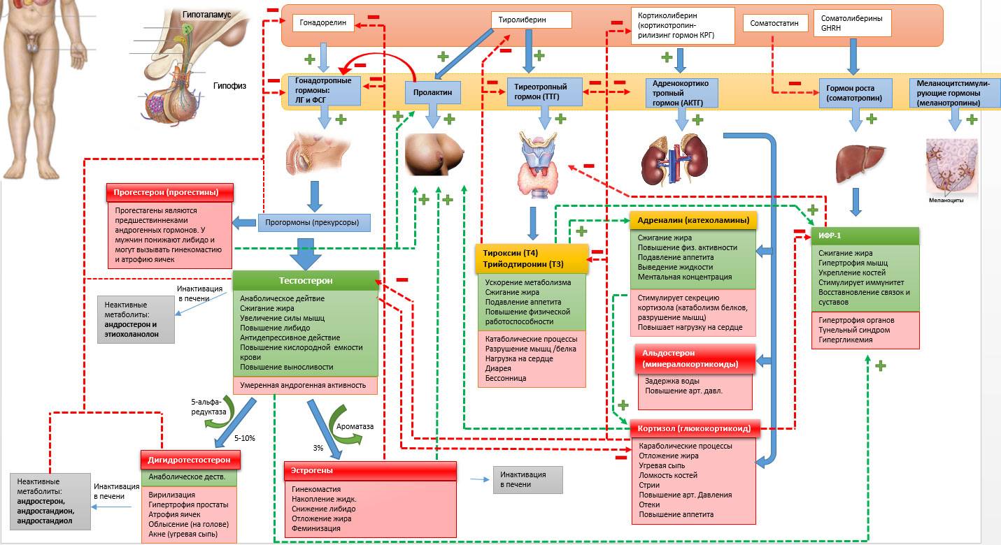 Гормоны гипофиза и гипоталамуса схема