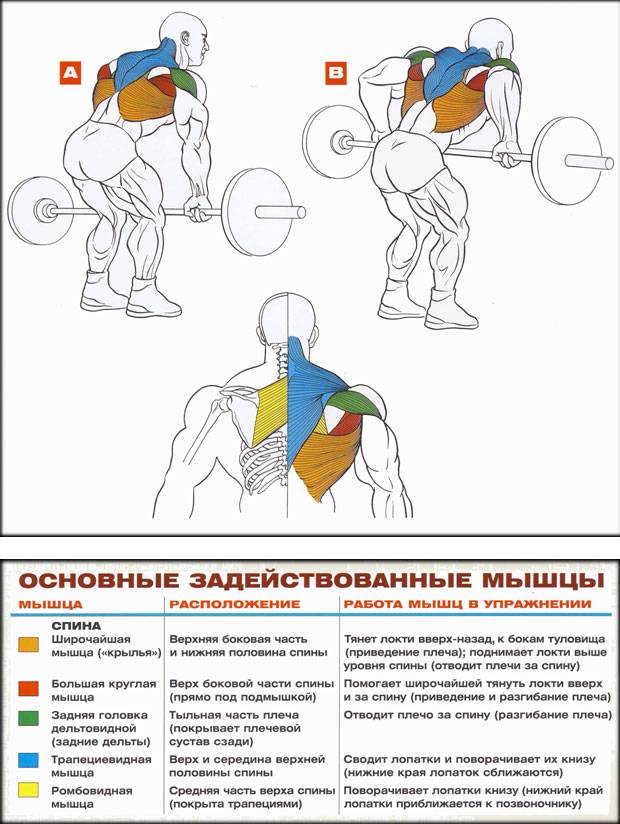 Как накачать широчайшие мышцы спины?