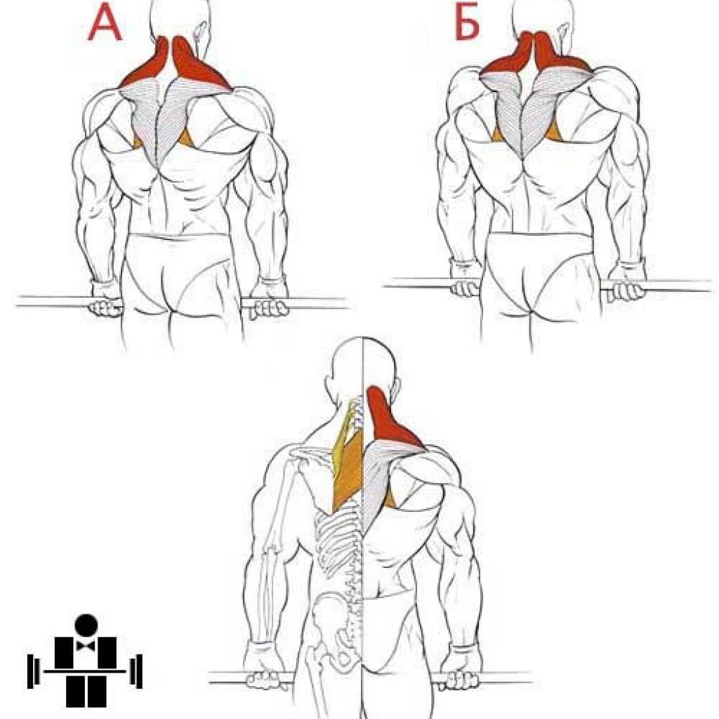 Мышцы шеи - упражнения, анатомия, особенности тренировки