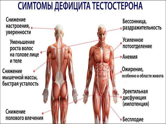 О мифах про потенцию, признаках и причинах снижения тестостерона рассказал уролог-андролог