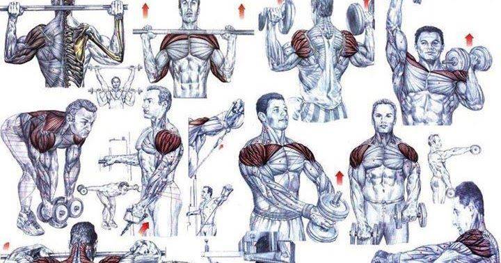 Упражнения на плечи в тренажерном зале для мужчин