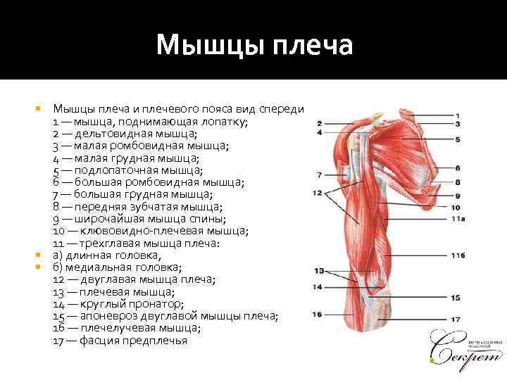 Мышцы рук человека: анатомия, строение, названия и схема-рисунок