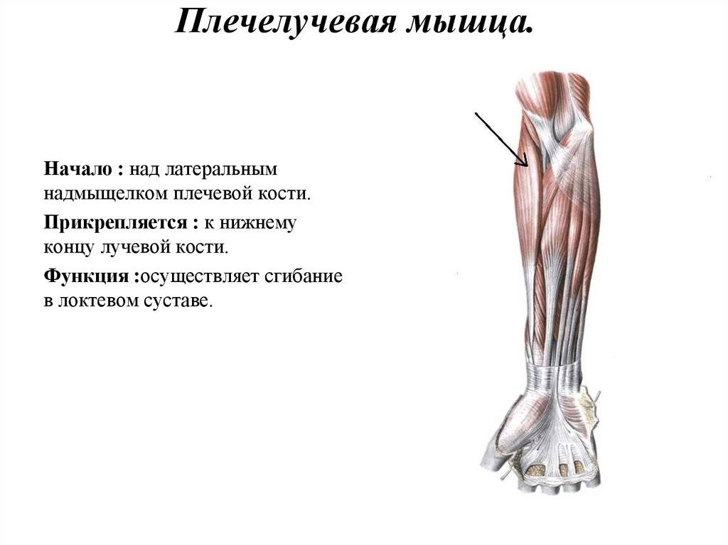 Мышцы предплечья | анатомия человека