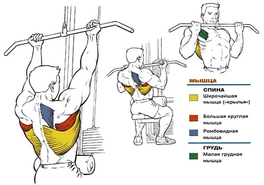 Тяга вертикального блока узким хватом мышцы. Тяга вертикального блока широким хватом. Тяга верхнего блока обратным хватом в тренажере. Тяга верхнего блока широким хватом тренажер.