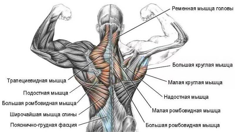Базовые и изолирующие упражнения для мышц спины