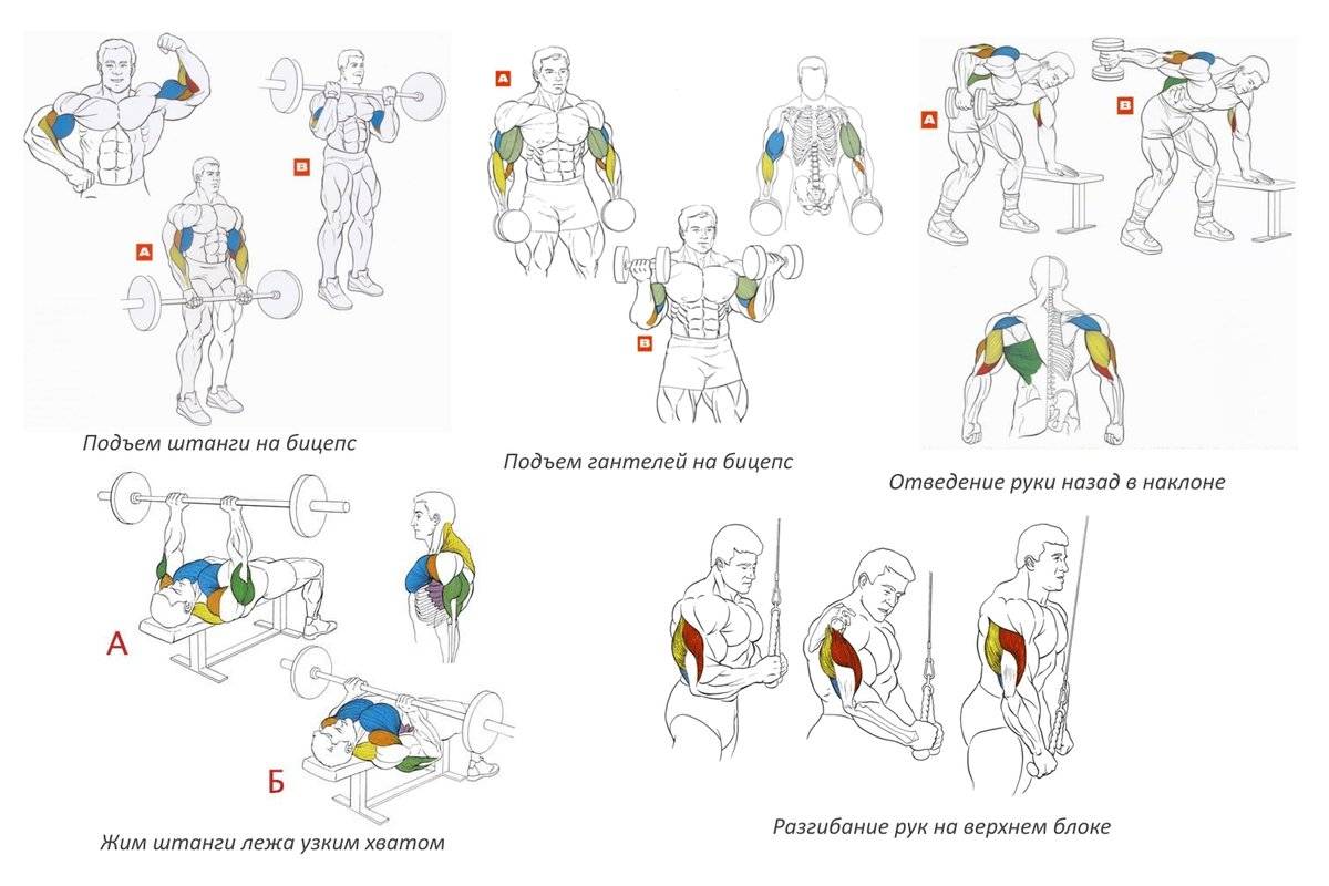 Тренировочный комплекс упражнений с гантелями для того, чтобы накачать бицепсы | rulebody.ru — правила тела