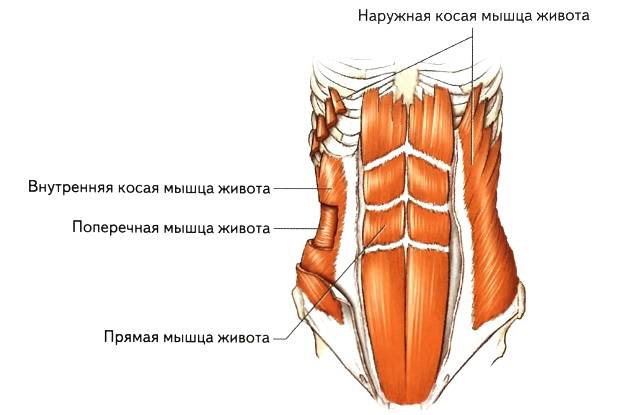 Анатомия стретчинга в картинках: упражнения для мышц корпуса