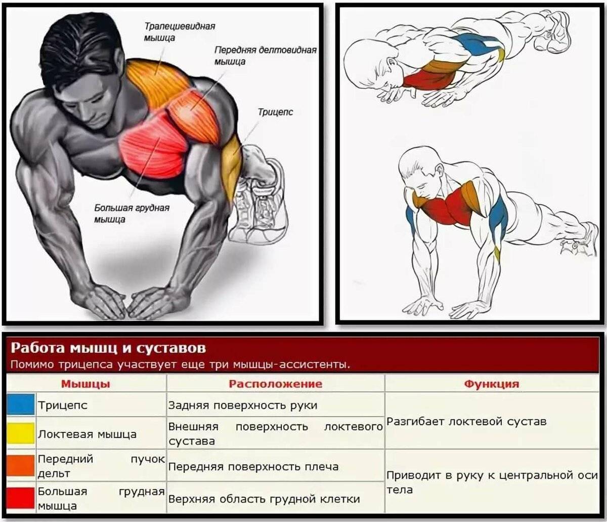 Какие группы мышц вместе тренировать. какие мышцы следует тренировать вместе? | здоровое питание