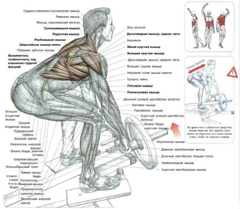 Тренировка мышц спины и плеч