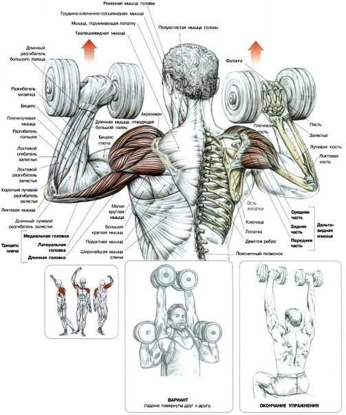 Жим арнольда: техника выполнения, какие мышцы работают