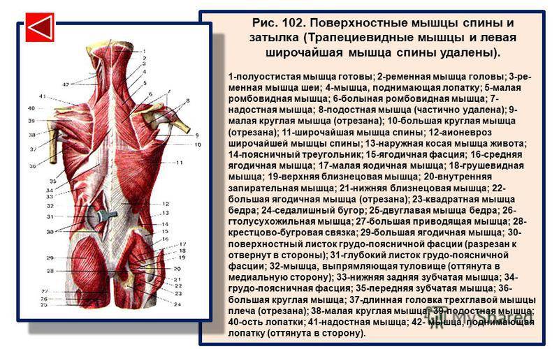 Схема мышц спины человека с названиями