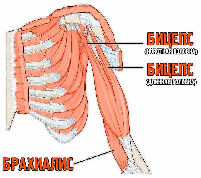 Как понять крепление бицепса. Строение бицепса руки анатомия. Бицепс плеча анатомия мышцы. Длинная головка бицепса плеча анатомия. Двуглавая мышца плеча бицепс.