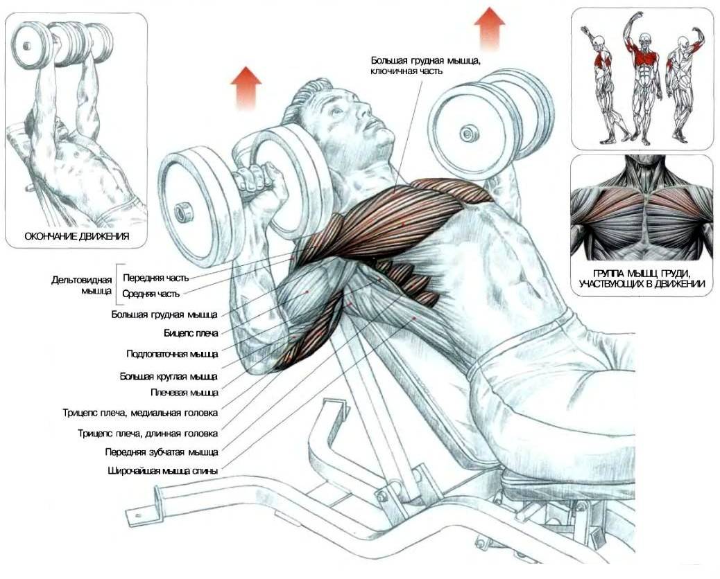 прокачать грудь в домашних условиях фото 55