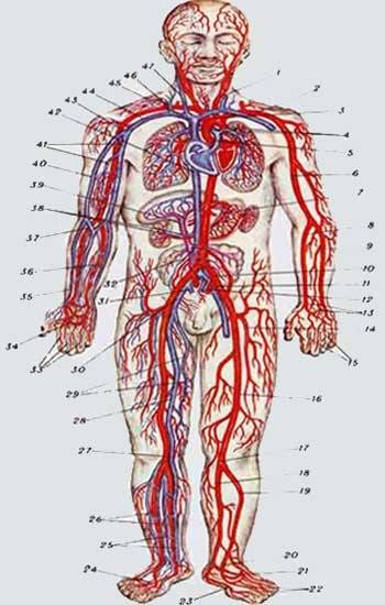 Расположение сосудов. Кровеносная система человека анатомия. Капиллярная система человека схема. Кровеносная система человека схема анатомия. Сердечно-сосудистая система человека Вена артерия.