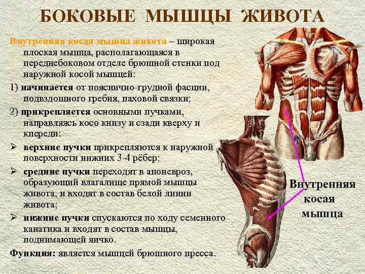 Поперечная мышца живота. анатомия, функция, строение, тренировка пресса