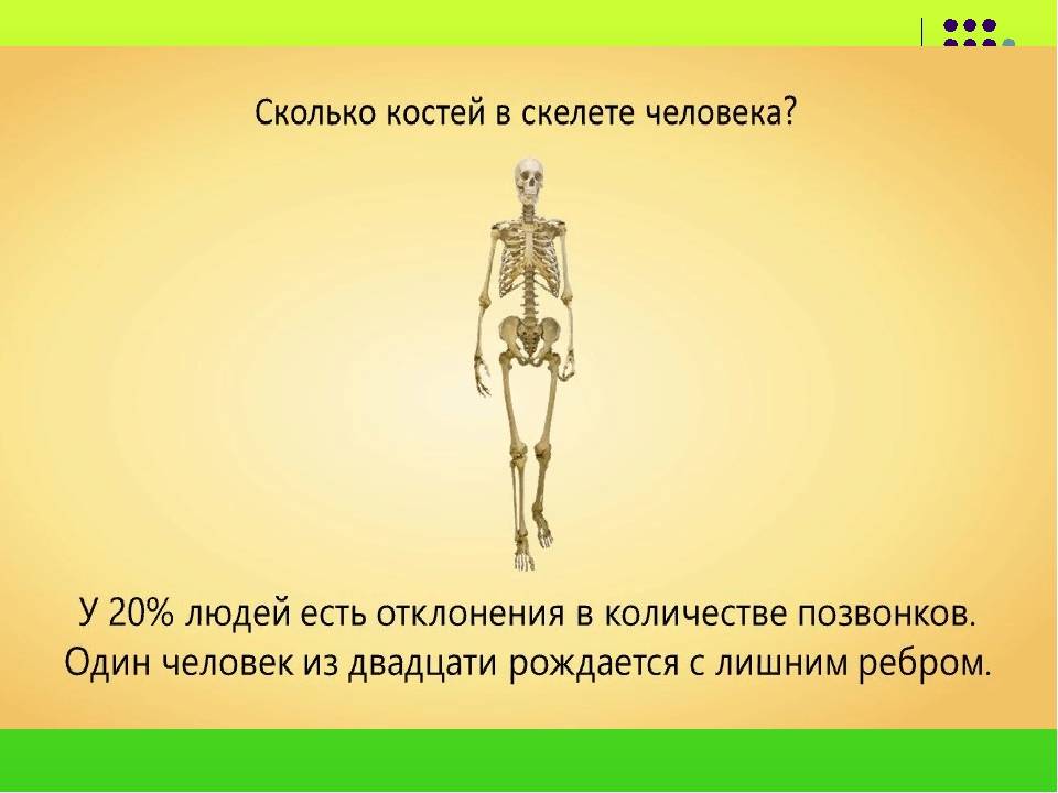 Какова кости. Сколько костей у человека. Кол-во костей в скелете человека. Скелет человека с соединениями. Число костей в скелете человека.