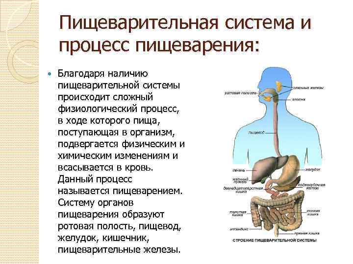 Врачевание: регуляция питания - сибирский медицинский портал