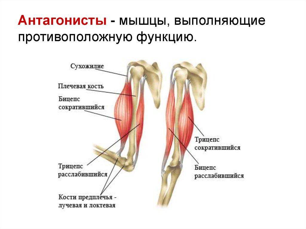 Бицепс и трицепс фото