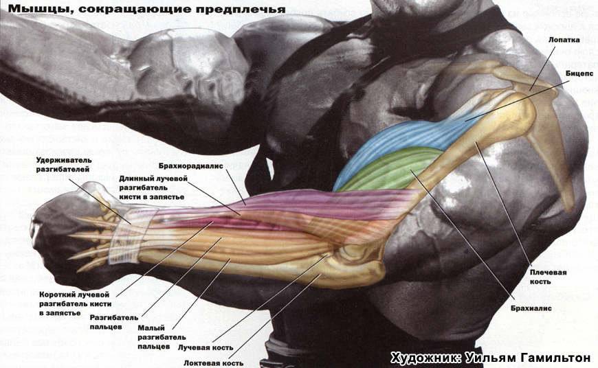 Брахиалис упражнения с гантелей