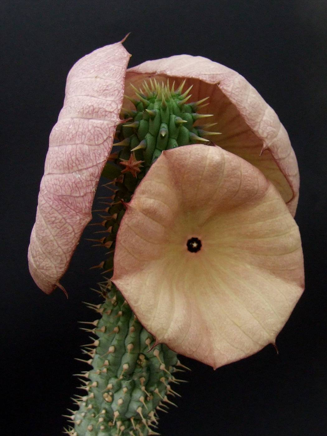 Hoodia gordonii (kalahari kaktüsü) nedir ? | bilimsel supplement incelemeleri : kullanımı, dozaj, yan etkileri