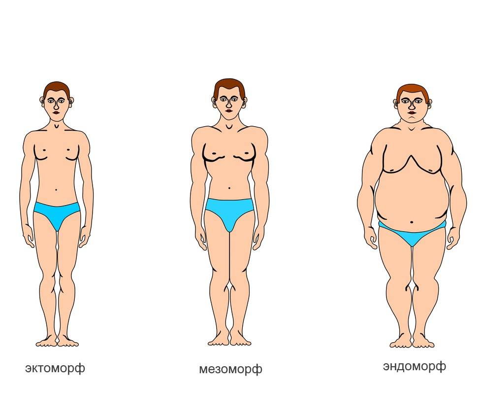 Типы тела эктоморф мезоморф эндоморф