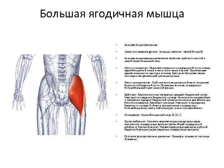 Средняя ягодичная мышца: важный элемент стабилизации таза в динамике