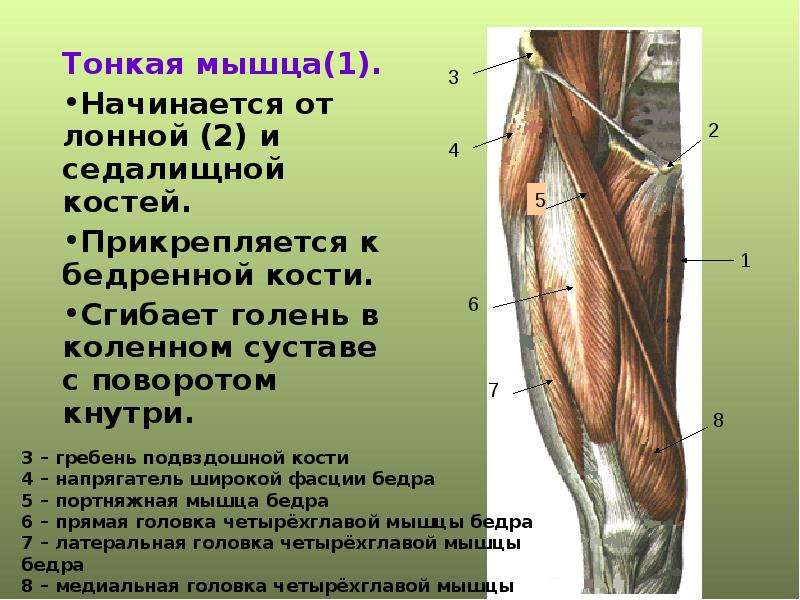 Мышцы бедра: анатомия, упражнения, как накачать внешнюю и внутреннюю поверхность бедра