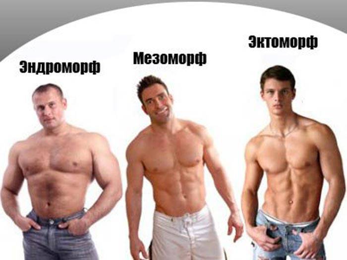Тренировки и питание по типу телосложения: эктоморф, мезоморф, эндоморф