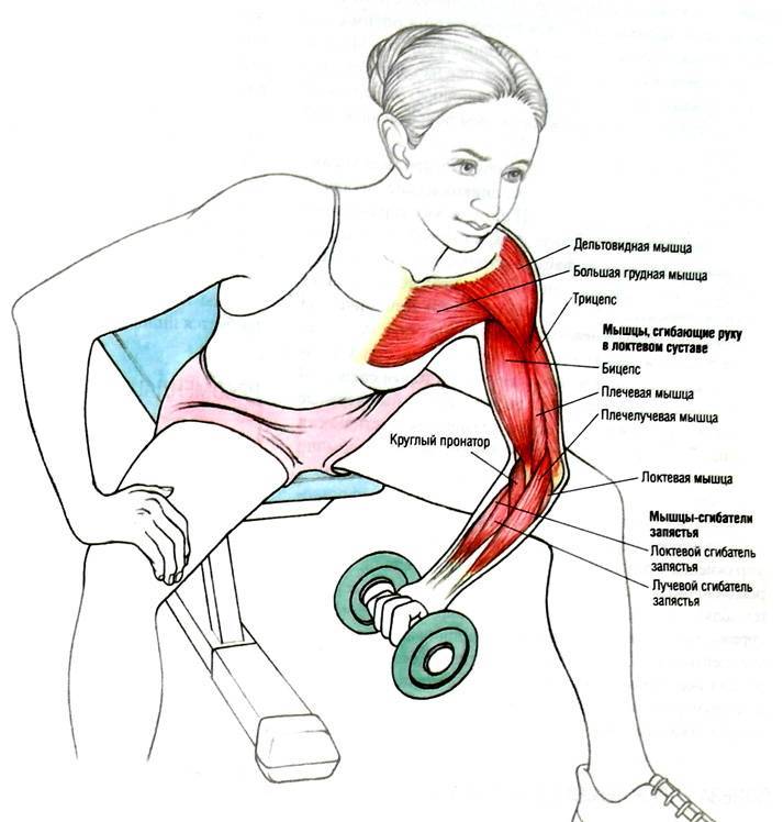 Упражнения для красивых рук для женщин- тренировки бицепса, плеч и трицепса
