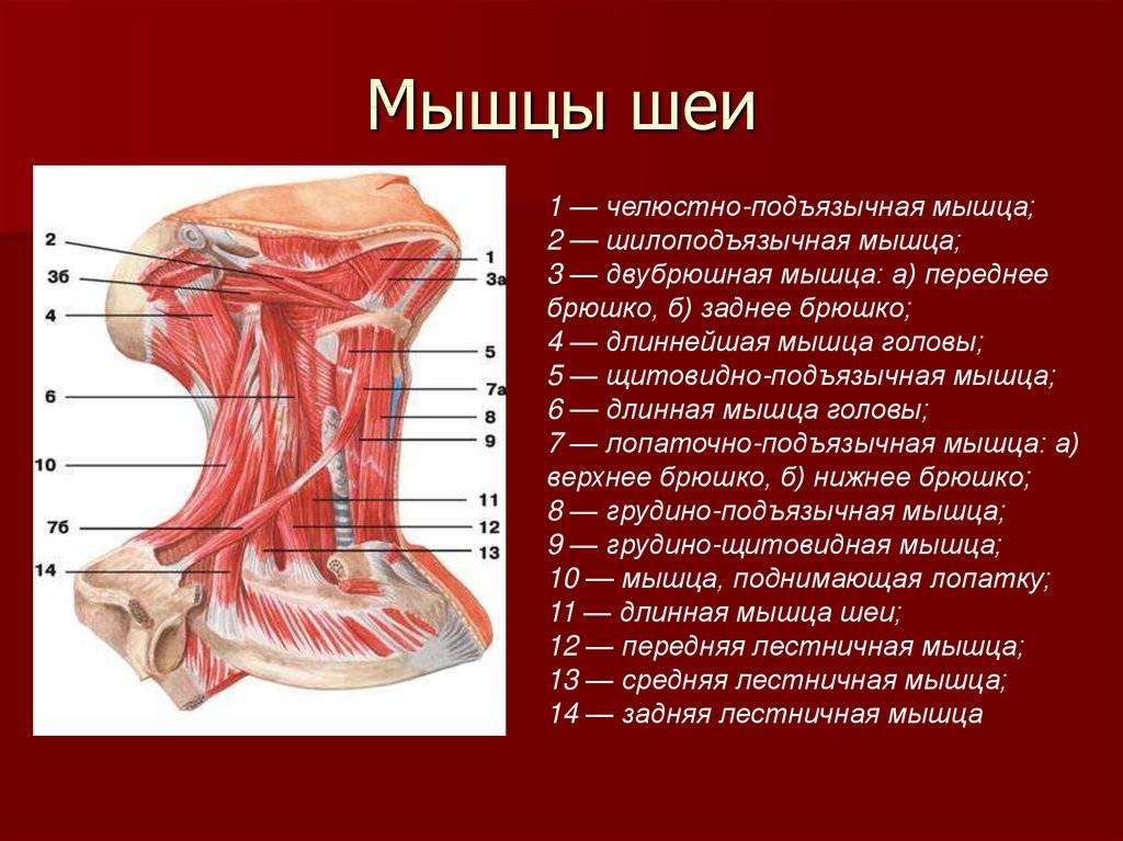 Лестничные мышцы