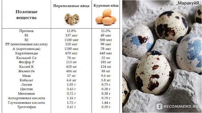 Яйцо куриное: полезные свойства и факты | food and health