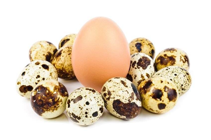 Куриные яйца = повышенный холестерин: изучаем результаты новых научных исследований